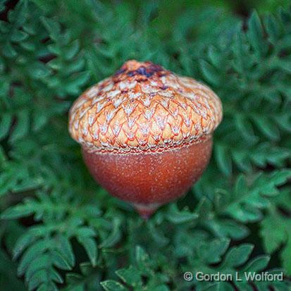 Acorn On A Bed Of Weeds_27775-8.jpg - Photographed at Smiths Falls, Ontario, Canada.